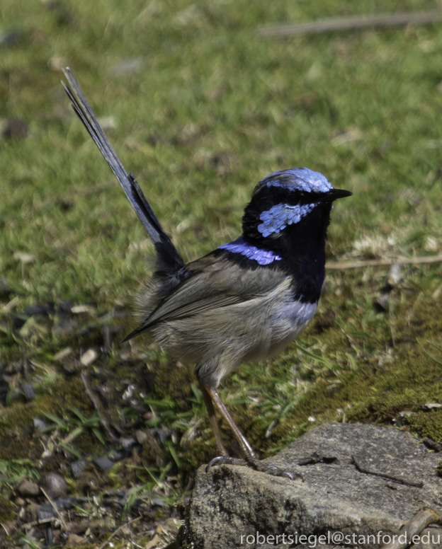 fairy wren